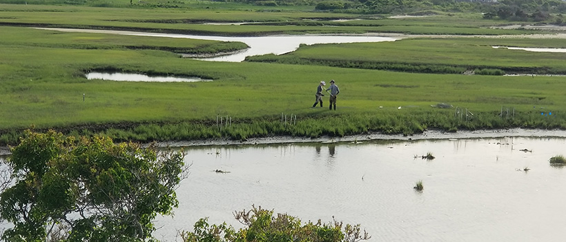 grasslands at Nantucket Field Station photo by leonard germinara