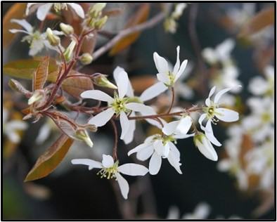 White flower